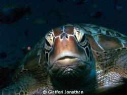 Tortue verte- Green sea turtle - 
Chelonia mydas
This s... by Giafferi Jonathan 